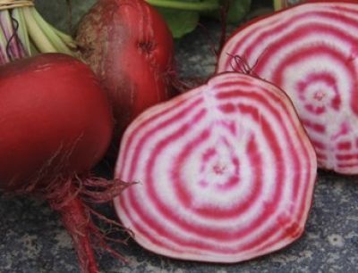 Bio-Rote Beete Chioggia